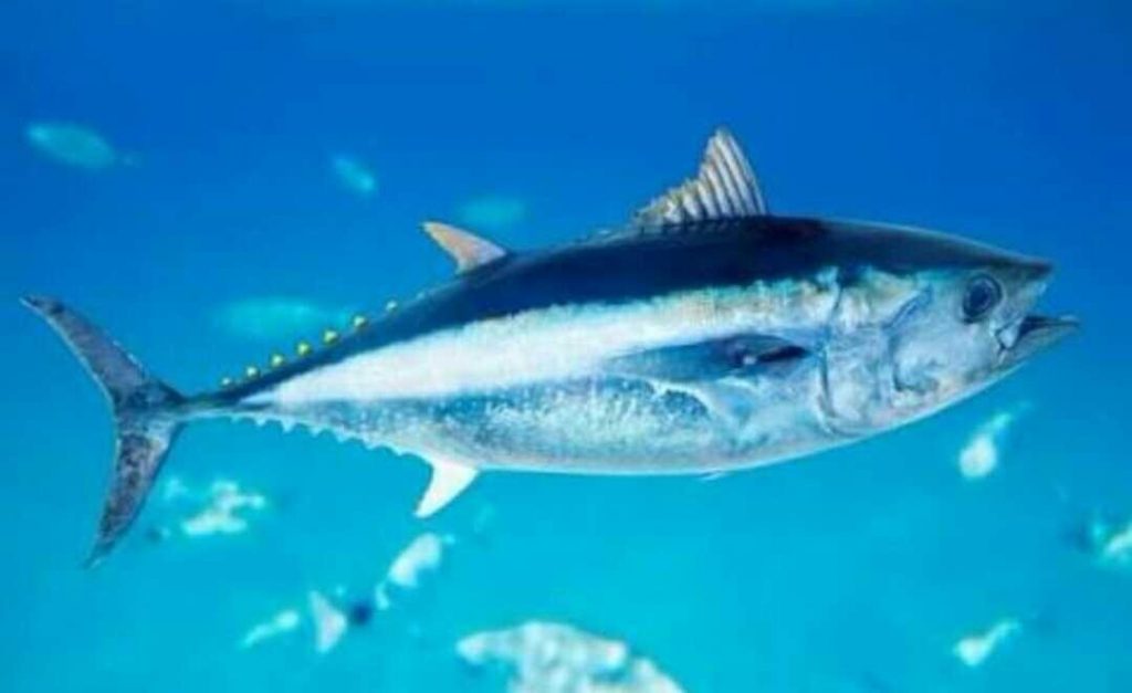 Ini Dia 40 Jenis Ikan Konsumsi Air Tawar Beserta Gambarnya