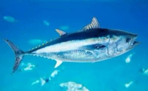 Ini Dia 40 Jenis Ikan Konsumsi Air Tawar Beserta Gambarnya