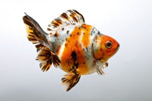 Jenis Ikan Mas Koki dengan Harga tertinggi