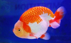 5 Cara Budidaya Ikan Mas Koki di Aquarium untuk Pemula