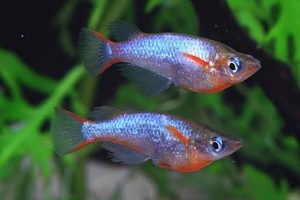 Khasiat Ikan Buntal Tutul