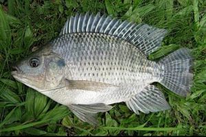 Umpan Lumut untuk Mancing ikan nila