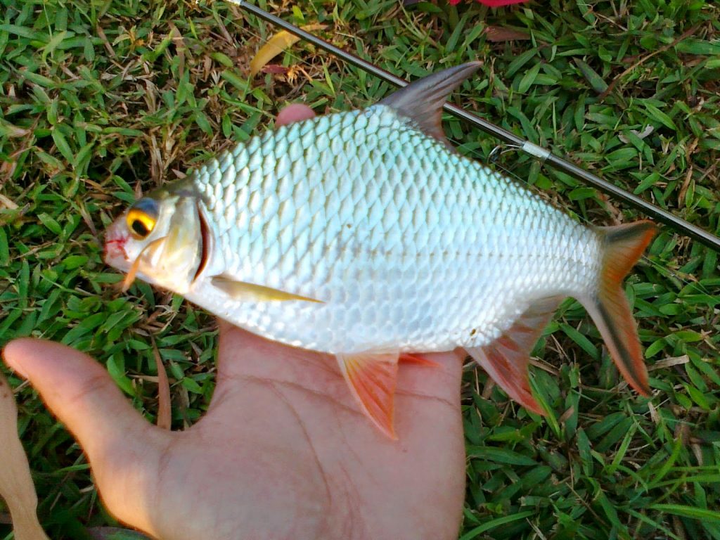 Sensasi Tarikan Ikan Lampam