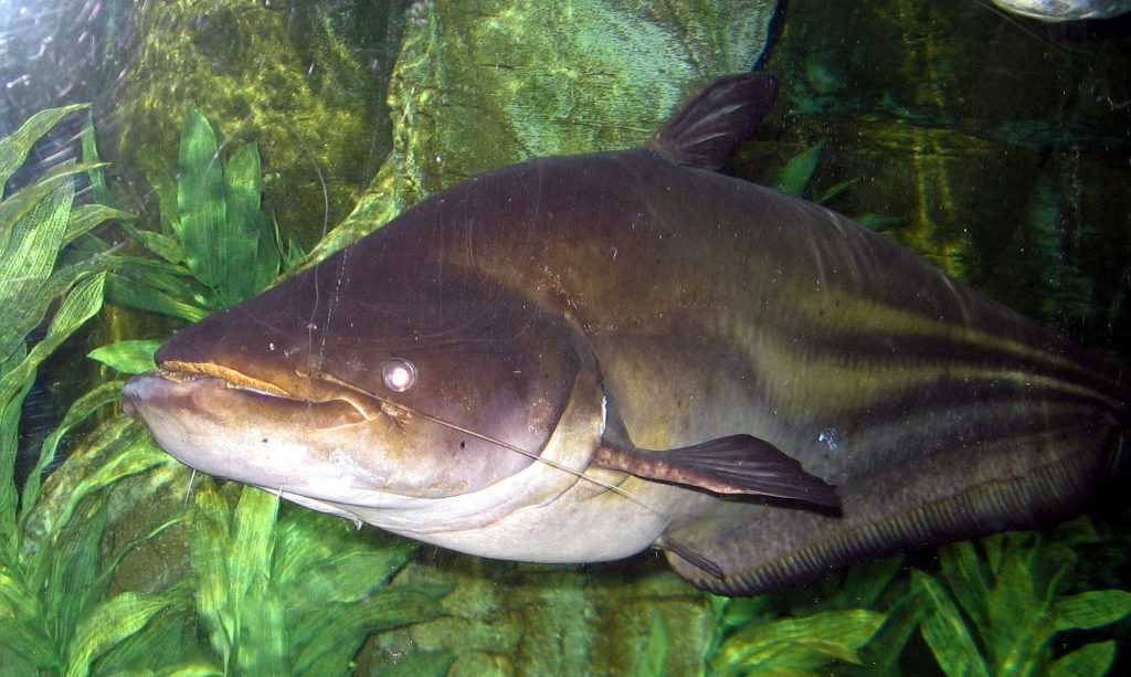 Ikan Monster dari Kalimantan