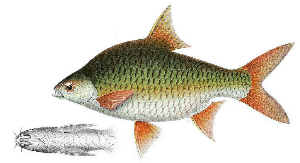 Manfaat dan Khasiat Ikan Lampan