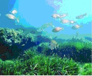 3 Habitat Ikan Berdasarkan Jenis Air