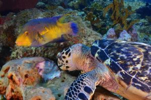 3 Karakteristik Ikan Berdasarkan Habitat dan Kedalaman Air