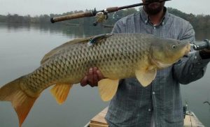 Umpan Ikan Mas Kombinasi