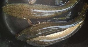5 Penyakit Berat yang Bisa Disembuhkan dengan Mengkonsumsi Ikan Gabus
