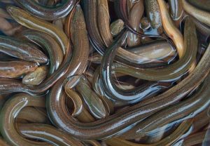 6 Kunci Sukses Budidaya Belut