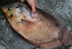 8 Cara Ternak Gurame Kolam Beton Bagi Pemula
