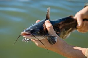 Ampuhnya Lure Crankbait untuk Berburu Catfish
