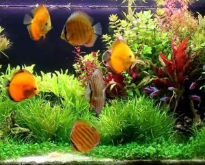 Cara Menjaga Air Berkualitas Untuk Ikan Hias