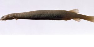 Candiru Ikan air tawar yang mengerikan