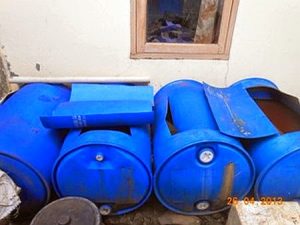 Cara Berternak Lele di Drum Plastik Untuk Pemula