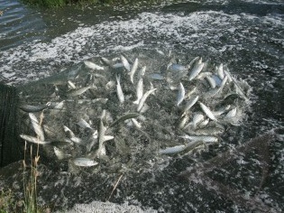 Cara Budidaya Ikan Bandeng Tambak