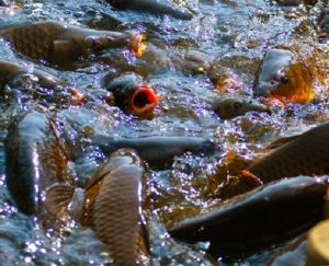 Cara Budidaya Ikan Mas