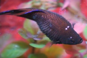 Cara Mengatasi Ikan Cupang Kembung