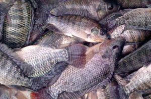 Resep Racikan umpan ikan nila mudah dan murah