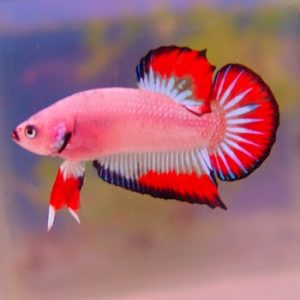 Cara Memilih Indukan Cupang Unggul