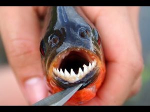 Fungsi dan Jenis Kawat Neklin untuk Memancing Ikan Bergigi Tajam