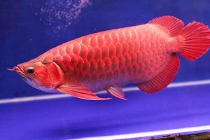 JENIS IKAN ARWANA