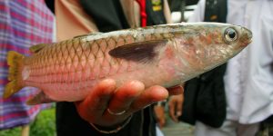 Umpan Jitu Ikan Blanak Media Tepung Terigu