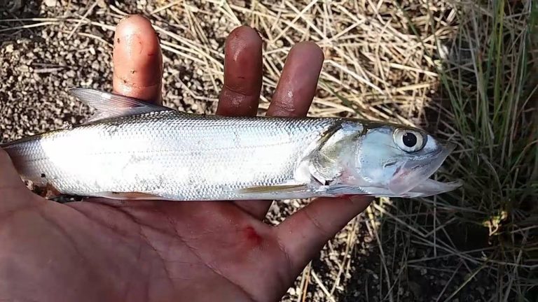 Manfaat dan Khasiat Ikan Payus