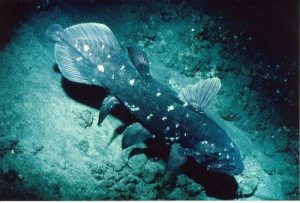 Ikan Raja Laut (Coelacanth) Ikan Purba