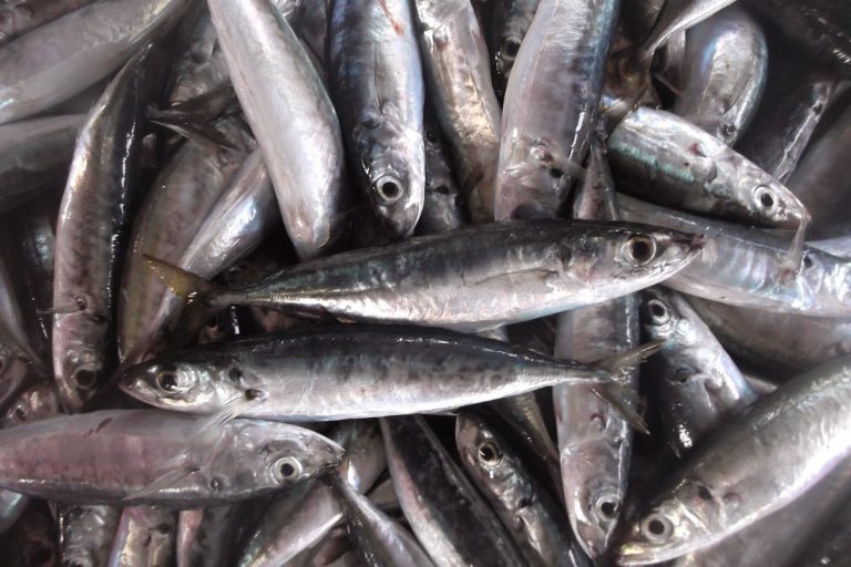 Manfaat dan Khasiat Ikan Tamban Bujur