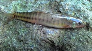 Tips Memancing Ikan Kecil