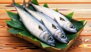 Tips Menjaga Kesegaran Ikan Tangkapan Ala Jepang (di Fukui,Obama)