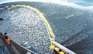 Jenis Alat Tangkap Ikan yang Ada di Indonesia