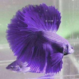 Jenis-jenis Ikan Cupang