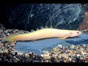 Cara Budidaya Polypterus Ikan Naga Palmas