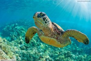Longline Fishing, Metode Memancing yang Mengancam Kehidupan Makhluk Laut yang dilindungi