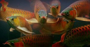 Macam Macam Makanan Untuk Ikan Arwana