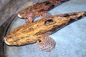 Memancing Ikan Betutu dan Umpan Ikan Betutu Ampuh