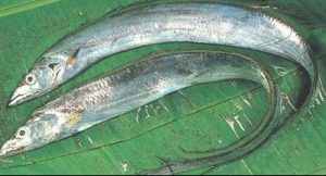 Memancing Ikan Layur