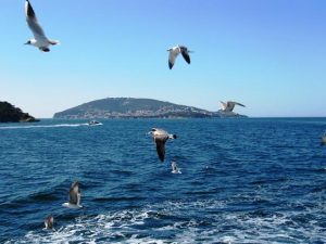 Memprediksi Keberadaan Ikan di Laut Berdasarkan Gejala Alam