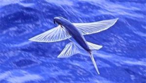 Menelusuri Perburuan Telur Ikan Terbang di Fakfak Papua