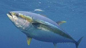 Mengenal Karakter Yellowfin Tuna