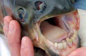 Mengenal Lebih Dekat Ikan Pacu