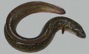 Mengenal lebih dekat ikan sidat