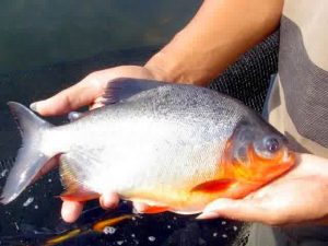 Umpan Ikan Bawal Paling Ampuh