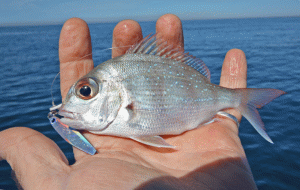 Sensasi Mancing dengan Teknik Micro Jigging