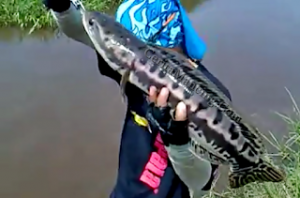 Teknik Catch And Release