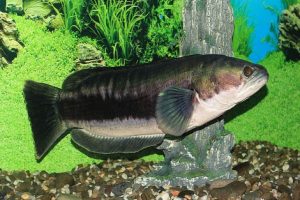 Tips Casting Toman Secara Acak