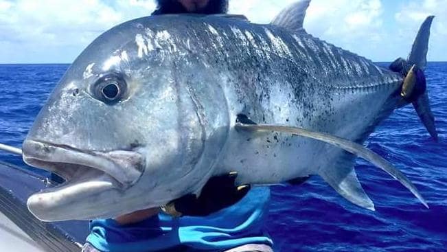 Tips Memancing Giant Trevally