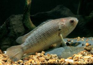 Umpan lumut untuk mancing ikan betok